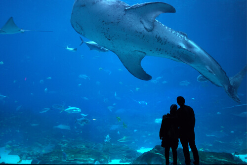 atlanta aquarium