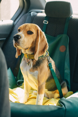 Harness Seats for larger Dogs