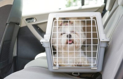 Creating a Pet-Friendly Car | Accessories and Maintenance Tips