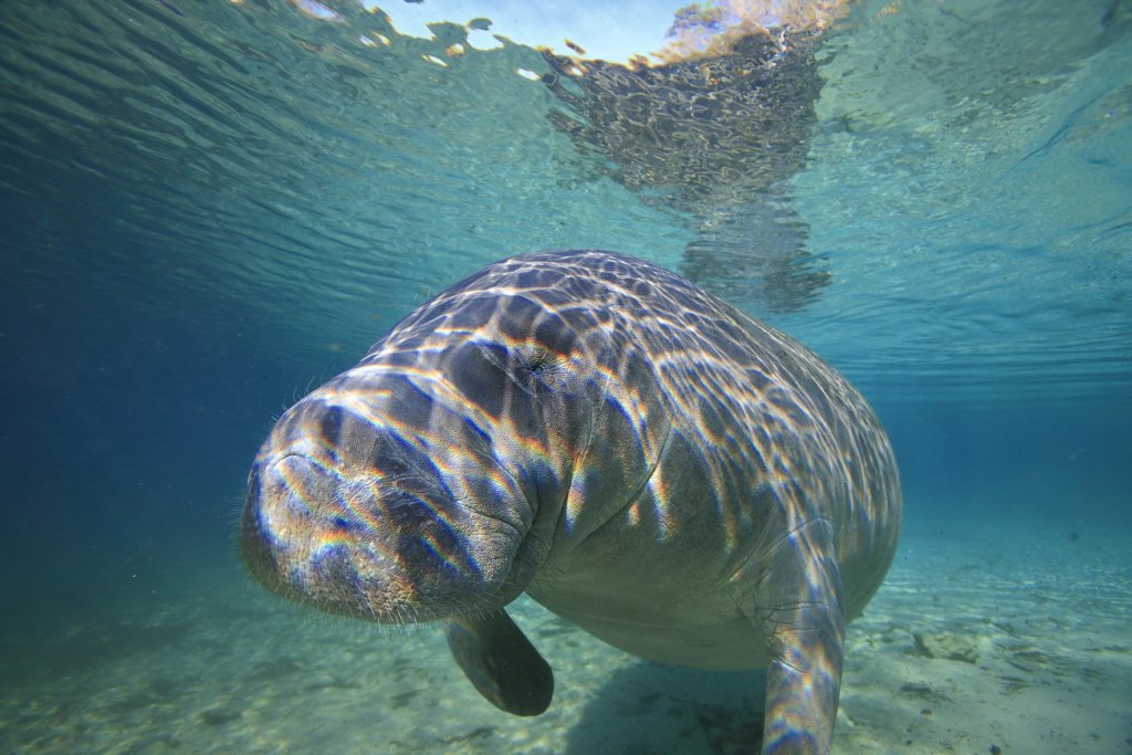 manatee, protecting marine life